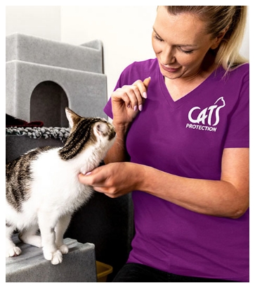 A team member from Cats Protection strokes a cat.